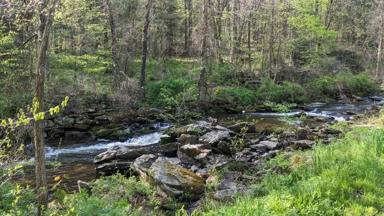 Stream with green greens in the background. Grass and rocks of various sizes in the foreground.